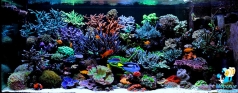 Reef aquarium 800 l in private house