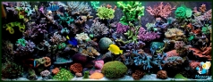 Reef aquarium 600 l in private house