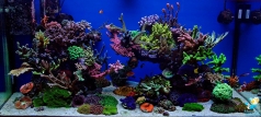 Reef aquarium 400 l 