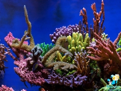 Фрагмент рифового аквариума с жесткими кораллами