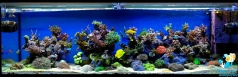 Рифовый аквариум ELOS 200 объемом 800 литров в частном доме