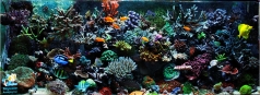 Рифовый аквариум 600 литров в частном доме