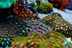 Зоантусы разноцветные